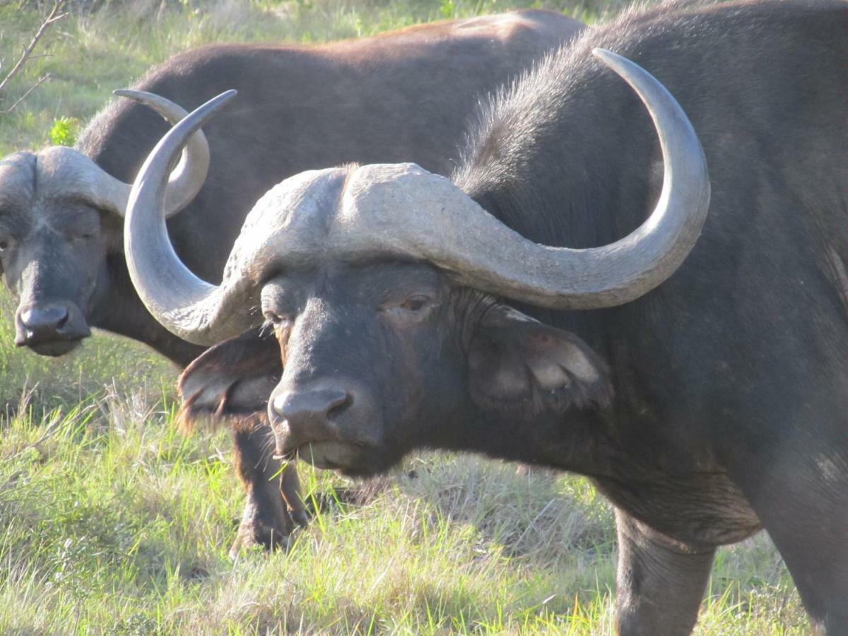 Addo Gateway Lodge Colchester Buitenkant foto
