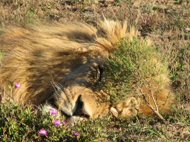 Addo Gateway Lodge Colchester Buitenkant foto