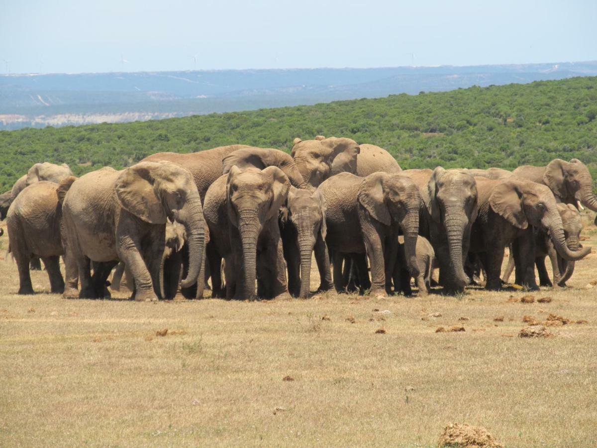 Addo Gateway Lodge Colchester Buitenkant foto